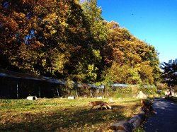 画像1: 阿寒湖温泉より摩周湖や硫黄山や屈斜路湖と北きつね牧場観光して層雲峡温泉へのタクシー手配