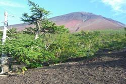 画像1: 河口湖から富士山五合目や久保田一竹美術館やハーブ館を見学して新富士駅へのへのタクシー手配