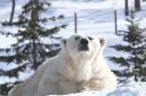 画像: 旭川空港より旭山動物園観光後層雲峡温泉へのタクシー手配