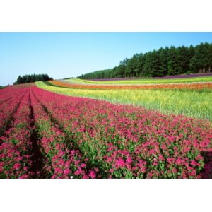 画像: 富良野市より富良野と旭川市内観光後層雲峡温泉へのタクシー手配