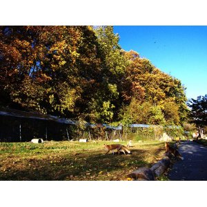 画像: ウトロ温泉より網走観光や北きつね牧場観光後層雲峡温泉へのタクシー手配