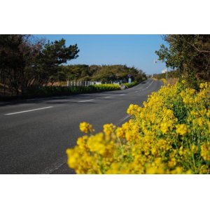 画像: 館山市内からフラワーラインや南房パラダイスや白浜灯台やローズマリー公園や太海フラワーセンターや誕生寺を観光して安房鴨川へのタクシー手配