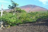 画像: 河口湖から忍野八海や富士山五合目やハーブ館やミューズ館や久保田一竹美術館や風穴を見学して河口湖へのタクシー手配