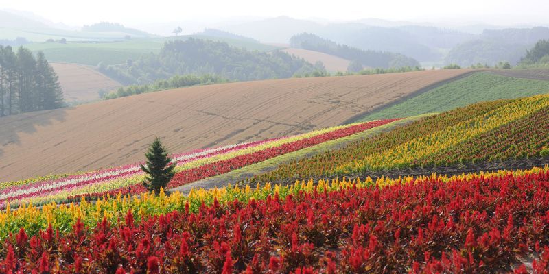 画像1: 旭川市より美瑛と富良野観光後層雲峡温泉へのタクシー手配