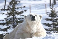 画像1: 札幌市内より旭山動物園３時間観光のタクシー手配