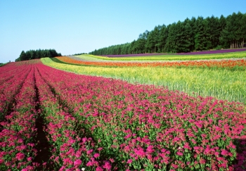 画像1: 富良野市よりファーム富田とワイン工場と北海道中心標観光のタクシー手配