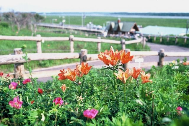 画像1: ウトロ温泉よりオシンコシンの滝や小清水原生花園や網走市内観光後女満別空港へのタクシー手配