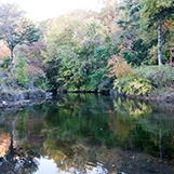 画像1: 修善寺温泉から柿田川湧水や忍野八海や河口湖ミューズ館やオルゴールの森を見学して河口湖へのタクシー手配