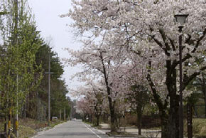 画像1: 松本市内から直行して大町温泉ヘのタクシー手配